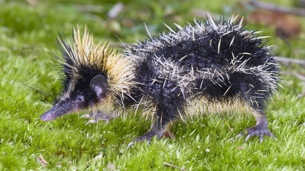 Streifentanrek, Glasflügler: Zwölf Tiere, die vermutlich kaum jemand kennt