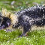 Streifentanrek, Glasflügler: Zwölf Tiere, die vermutlich kaum jemand kennt