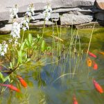 Kraut & Dübel: Schlammentferner für Gartenteiche mit 57 % Rabatt: Garten-Angebote am Montag