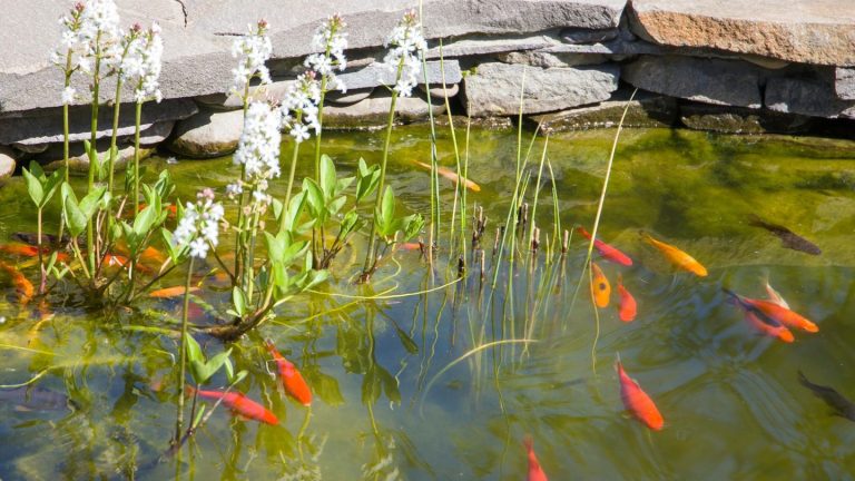 Kraut & Dübel: Schlammentferner für Gartenteiche mit 57 % Rabatt: Garten-Angebote am Montag