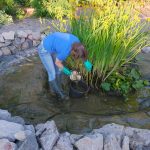 Biologisch: Wichtig für Flora und Fauna: So entfernen Sie Teichschlamm ohne Sauger