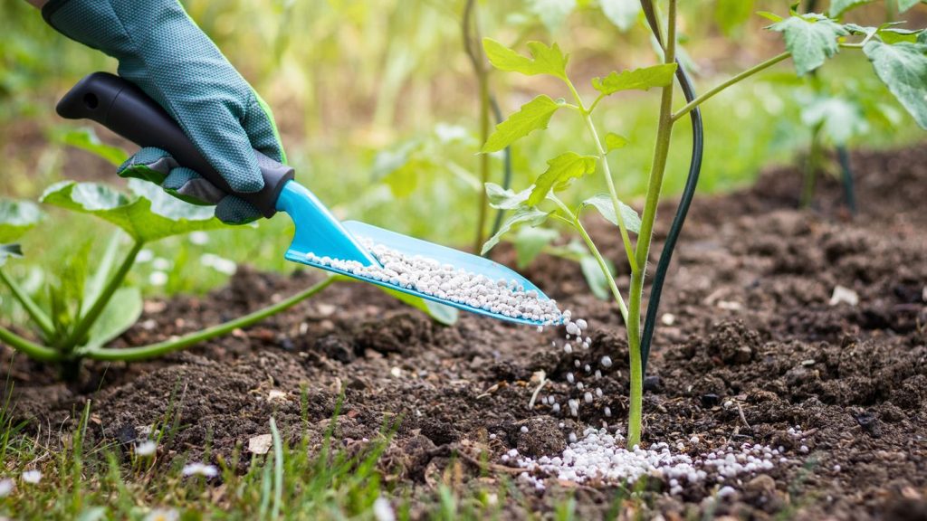 Starkzehrer: Tomaten düngen: So stärken Sie die Nachtschattengewächse im Freien