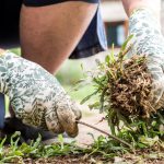 Kraut & Dübel: Roundup Unkrautvernichter für 20 statt 29 Euro: Top Garten-Angebote am Freitag