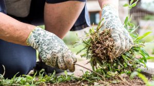 Kraut & Dübel: Roundup Unkrautvernichter für 20 statt 29 Euro: Top Garten-Angebote am Wochenende