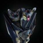 Fotografie: Wunderschöne Wildnis: So lebt und liebt die Tierwelt