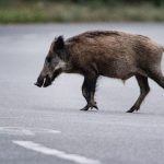 Wildunfall am Maisfeld: Motorradfahrer bei Unfall mit Wildschwein schwer verletzt