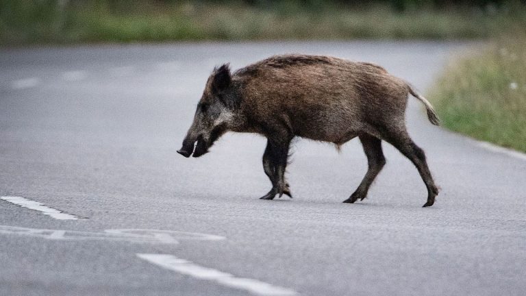 Wildunfall am Maisfeld: Motorradfahrer bei Unfall mit Wildschwein schwer verletzt