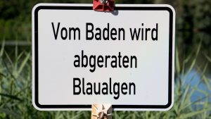 Gesundheit: Blaualgen in Talsperre Bautzen: Amt rät vom Baden ab