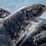 Höchststand seit Zählbeginn: Mehr Kegelrobben leben im Wattenmeer - Trend hält an