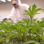 Neuregelung: Ein Jahr Cannabis-Gesetz: Bisher drei Vereinigungen in MV