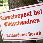 Neue Funde: Schweinepest: Drei weitere tote Frischlinge entdeckt