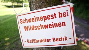 Neue Funde: Schweinepest: Drei weitere tote Frischlinge entdeckt