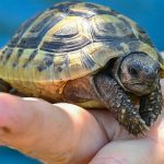 Tier-Rettung: Schildkröte an Bundesstraße - Polizisten kümmern sich