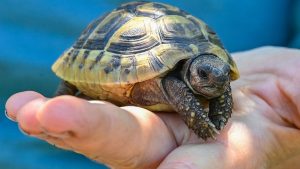 Tier-Rettung: Schildkröte an Bundesstraße - Polizisten kümmern sich