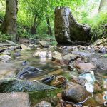 Wasserlebewesen: Sauerstoffmangel wegen Hitze - Fische in Gefahr