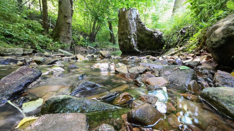 Wasserlebewesen: Sauerstoffmangel wegen Hitze - Fische in Gefahr