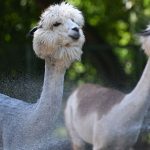 Wetter: Abkühlung für die Zootiere