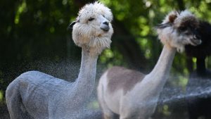 Wetter: Abkühlung für die Zootiere