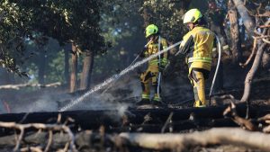 Waldbrände: Waldbrand bei Thale im Harz noch immer nicht gelöscht