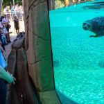 Neue Robbenanlage: Zoo feiert neues Zuhause für Seehunde und Seebären