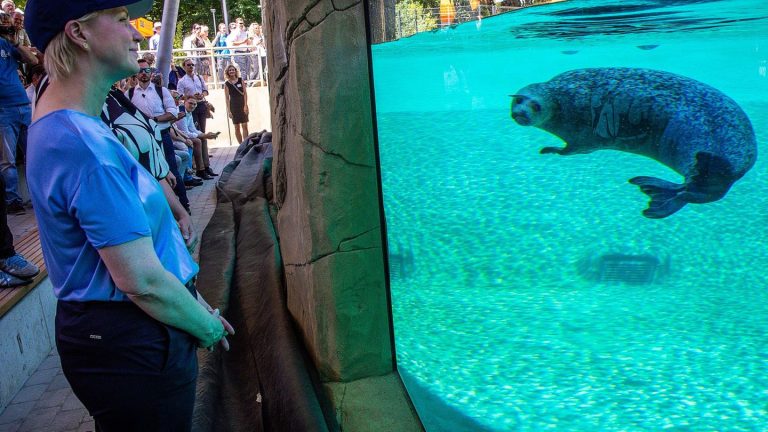 Neue Robbenanlage: Zoo feiert neues Zuhause für Seehunde und Seebären