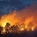 Waldbrände: Nächster Waldbrand im Harz - Feuer in Thale gelöscht