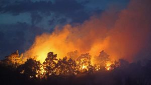 Waldbrände: Nächster Waldbrand im Harz - Feuer in Thale gelöscht