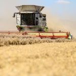 Mähdrescher unterwegs: Gerste, Raps und Weizen – Getreideernte im Südwesten beginnt