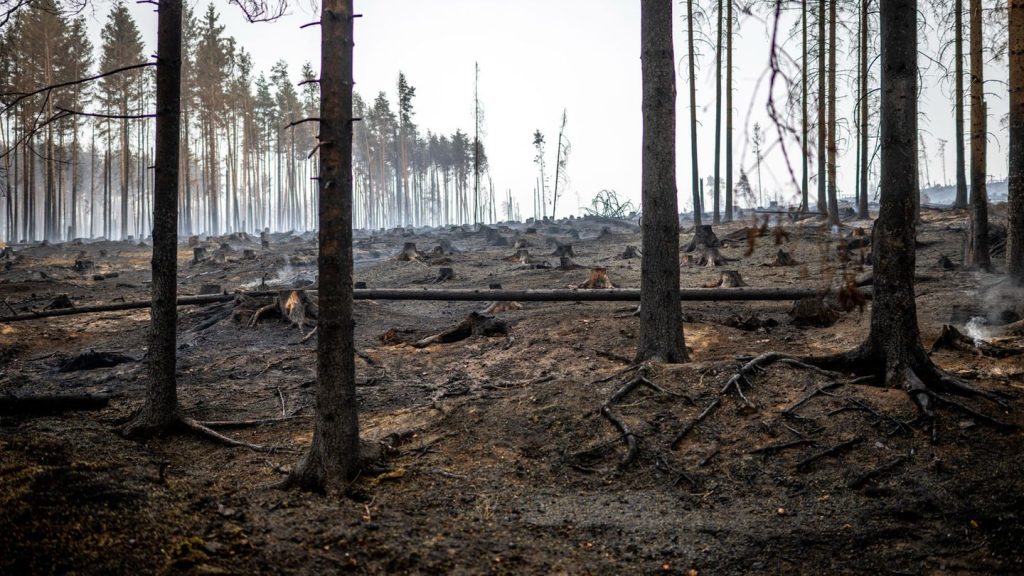 Feuer im Forst: Größter Waldbrand seit Jahren - Feuer noch nicht gestoppt