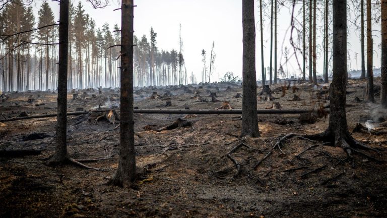 Feuer im Forst: Größter Waldbrand seit Jahren - Feuer noch nicht gestoppt