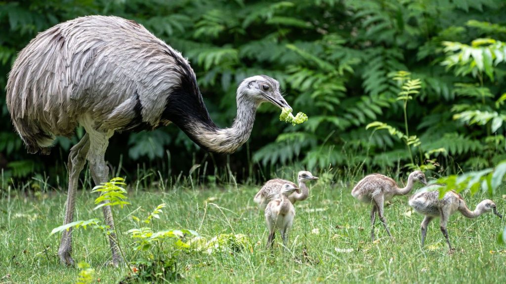 Nachwuchs im Stuttgarter Zoo: Erziehung Männersache - Nandu-Papa kümmert sich um Küken