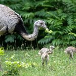 Nachwuchs im Stuttgarter Zoo: Erziehung Männersache - Nandu-Papa kümmert sich um Küken