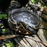 Polizei muss bei Streit um Urlaubsbetreuung für Schildkröte einschreiten