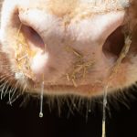 Lumpy Skin Disease: Nach Ausbrüchen in Europa: Warnung vor Rinderkrankheit