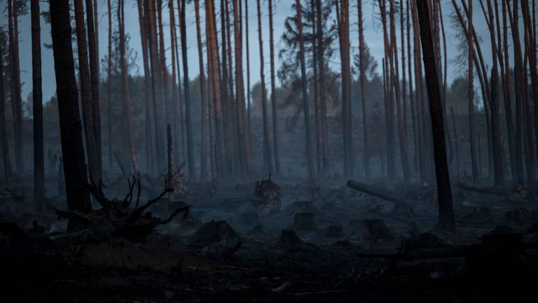 Waldbrände: Keine Ausweitung bei Waldbrand auf der Saalfelder Höhe