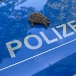 Bad Kreuznach: Streit um Schildkrötenbetreuung – Polizei schreitet ein