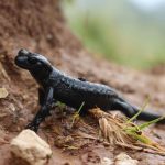 Amphibien: Achtung! Alpensalamander sind jetzt besonders aktiv