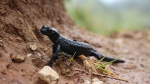 Amphibien: Achtung! Alpensalamander sind jetzt besonders aktiv