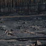 Saalfelder Höhe: "Das ist Übermenschliches" - Waldbrand fordert Helfer heraus