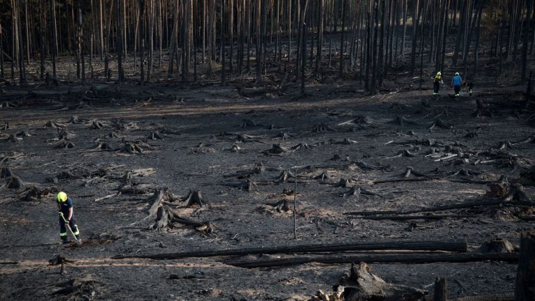 Saalfelder Höhe: "Das ist Übermenschliches" - Waldbrand fordert Helfer heraus