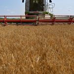 Landwirtschaft: Getreideernte läuft und bringt positive Überraschung