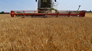 Landwirtschaft: Getreideernte läuft und bringt positive Überraschung