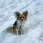 Chihuhua rettet Leben seines Besitzers nach Sturz in Schweizer Gletscherspalte