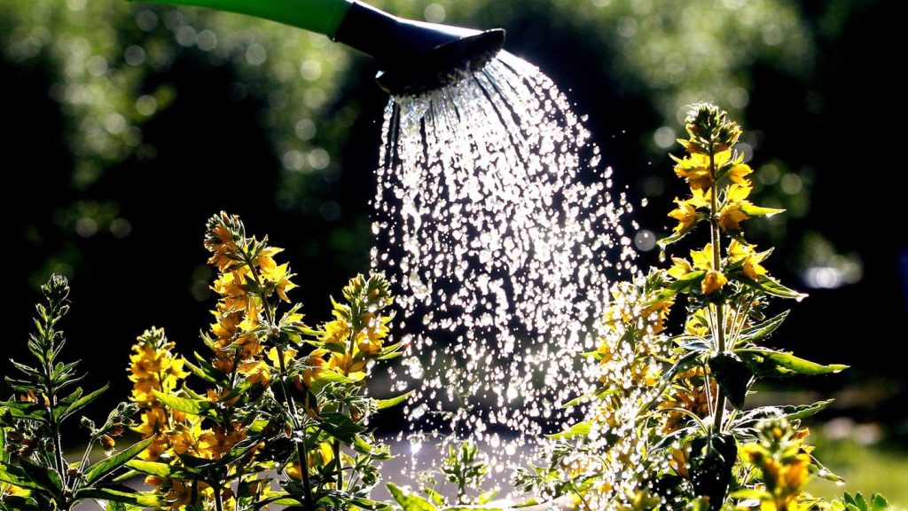 Gartenausstellung: Blick hinter die Gartenpforte: Menschen zeigen ihre Gärten
