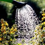 Gartenausstellung: Blick hinter die Gartenpforte: Menschen zeigen ihre Gärten