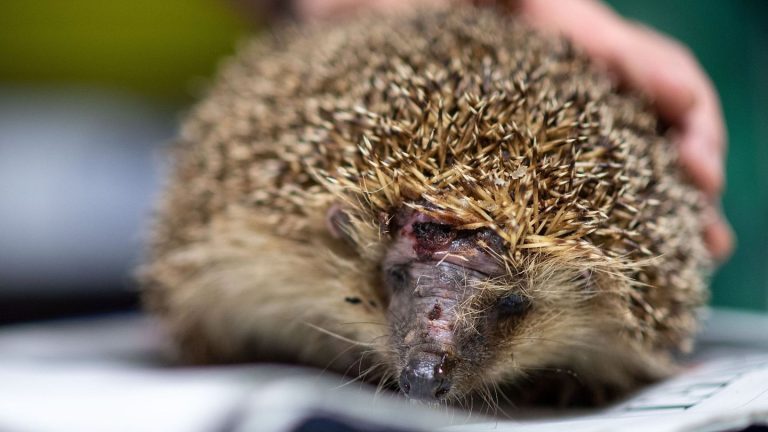 Tiere: "Igel schützen": Grüne fordern nächtliches Mähroboter-Verbot