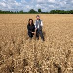 Landwirtschaft: Trocken und heiß: Unterdurchschnittliche Ernte erwartet