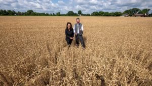 Landwirtschaft: Trocken und heiß: Unterdurchschnittliche Ernte erwartet