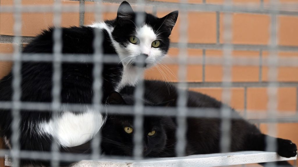 Tierheime am Limit: Wohin mit dem Haustier im Urlaub? Tierschutzbund gibt Tipps