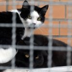Tierheime am Limit: Wohin mit dem Haustier im Urlaub? Tierschutzbund gibt Tipps